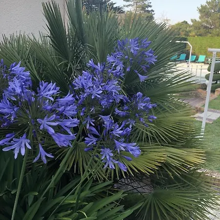 Amare Granville Saint-Pair-sur-Mer