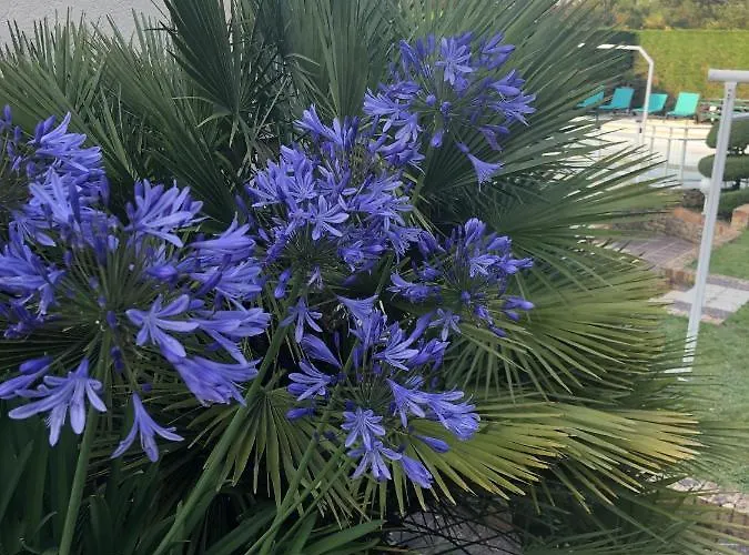 Amare Granville סן-פר-סור-מר